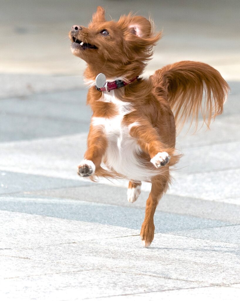 hond mee op vakantie