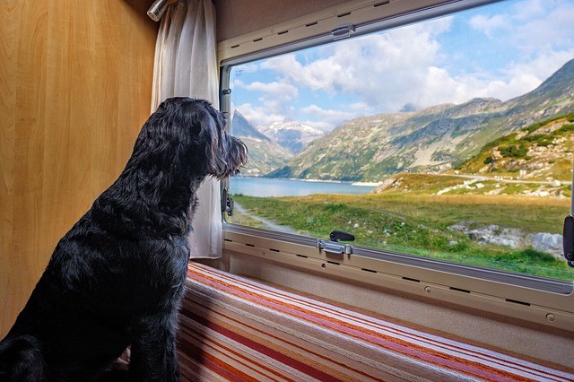 stress bij de hond in een vreemde omgeving