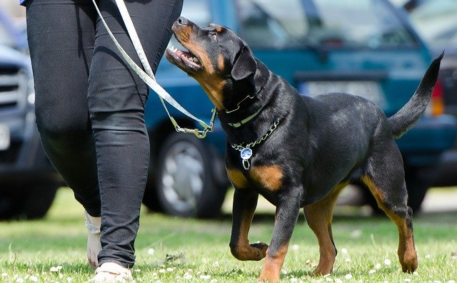 hondentrainingen | Alle informatie over honden honden trainen