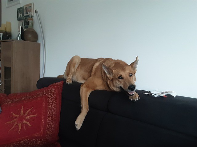 pubertijd bij honden