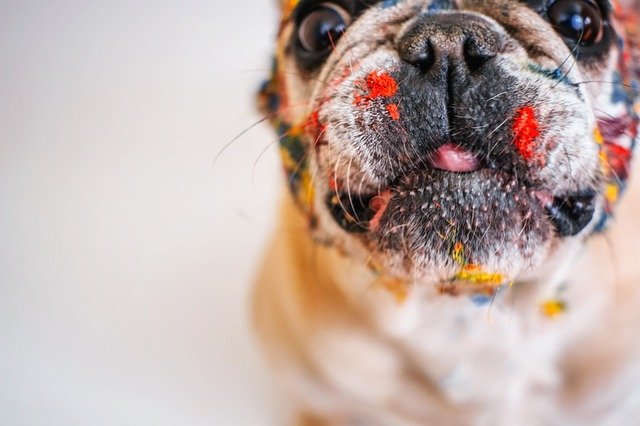 pubertijd bij honden