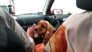 hond is bang in de auto