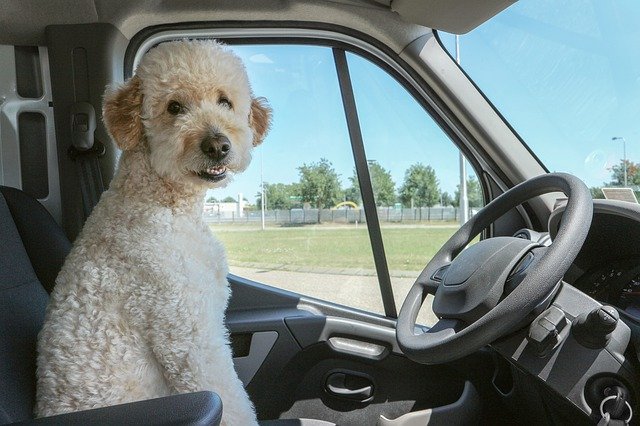 hond mee op vakantie