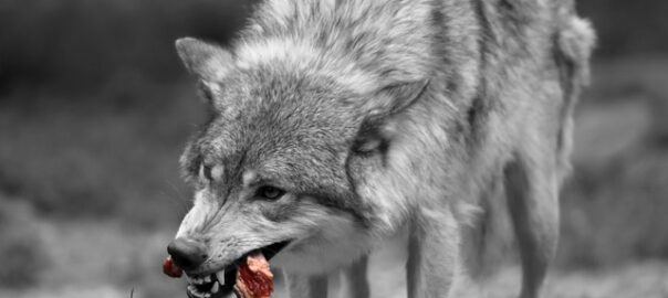 Vers vlees voor honden