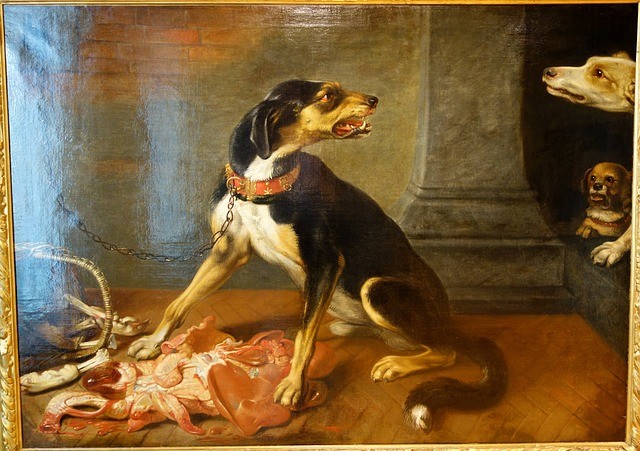Een hond met met bezitsagressie, prooiagressie, prooi nijd of voernijd