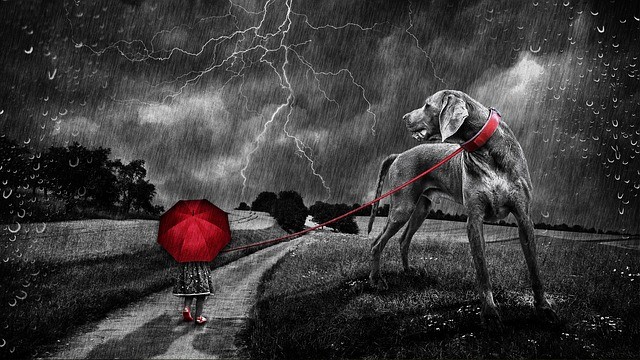 Een angstige hond zal vrijwel altijd proberen te vluchten. Weg van hetgeen waar hij bang van is.
Als een angstige hond geen mogelijkheid heeft om te vluchten zal hij in de aanval gaan.