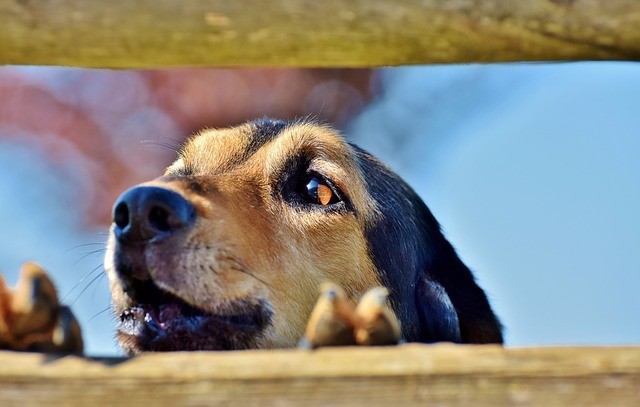 Een angstige hond kan volledig in paniek schieten als ze alleen thuis worden gelaten.