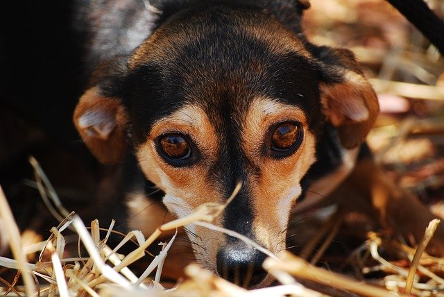 Een angstige hond reageert uit emotie. Deze emotie is vrijwel altijd negatief en kan zelfs gevaarlijk zijn. Als je een angstige hond probeert te benaderen en hij zit in het nauw dan is de kans groot dat hij van zich af zal bijten.