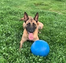 IMG5155 | Alle informatie over honden