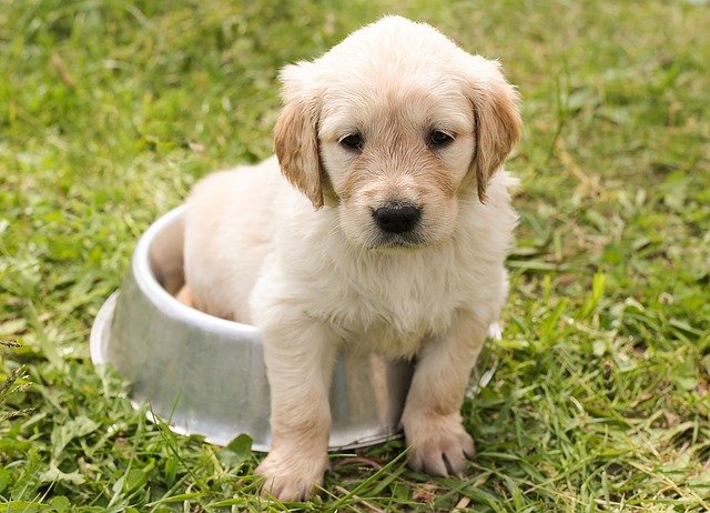 Hondentrainen | Alle informatie over honden Honden trainen