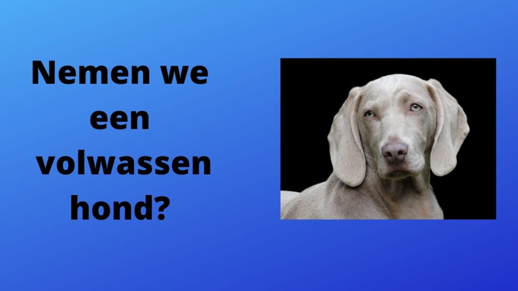 herplaatshond 4 | Alle informatie over honden herplaatshond