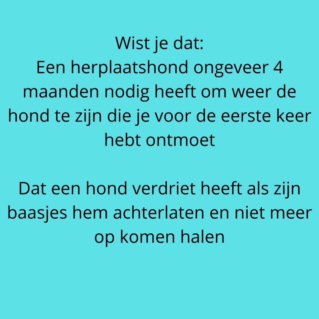 herplaatshond5 | Alle informatie over honden