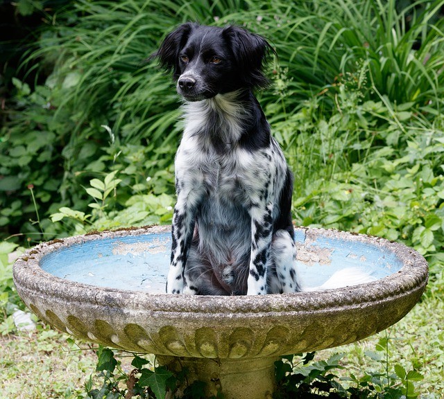 herplaatshond | Alle informatie over honden herplaatshond