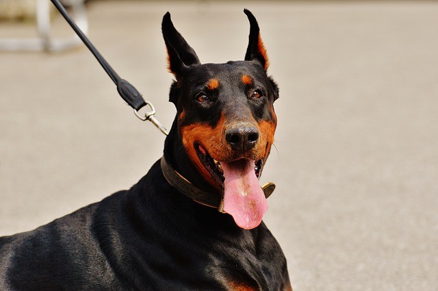 hondvaltuitnaaranderehonden1 | Alle informatie over honden Hond valt uit naar andere honden