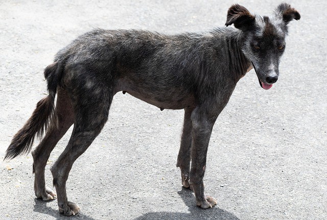 chippenenregisterenvaneenhond1 | Alle informatie over honden chippen en registreren van een hond