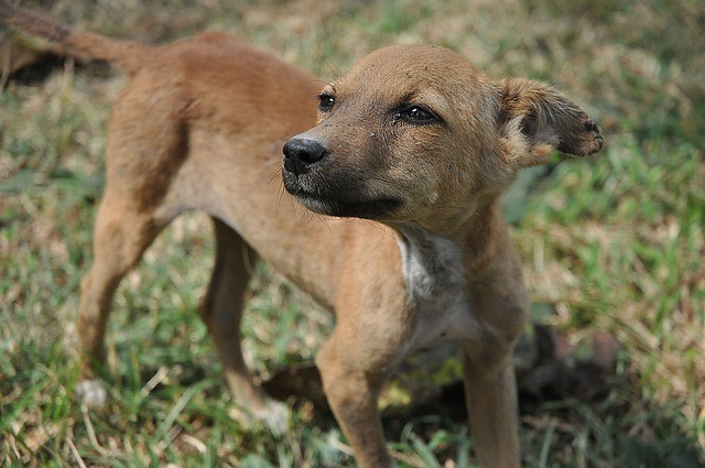 chippenenregisterenvaneenhond2 | Alle informatie over honden chippen en registreren van een hond