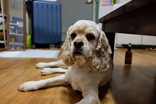 herplaatshonden | Alle informatie over honden Herplaatshonden