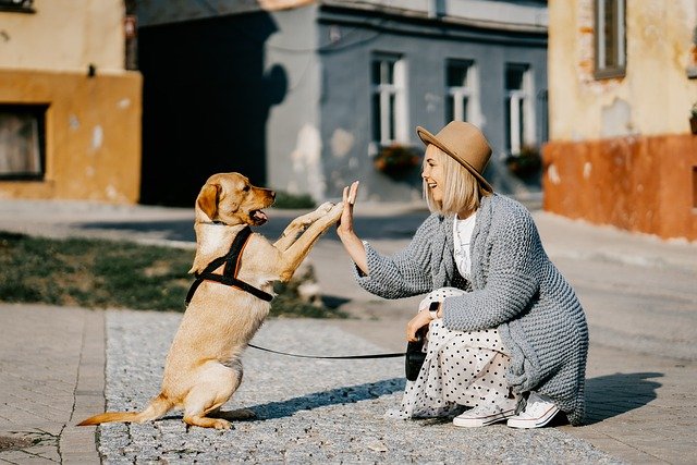 hondbelonenhondcorrigeren7 | Alle informatie over honden hond belonen hond corrigeren