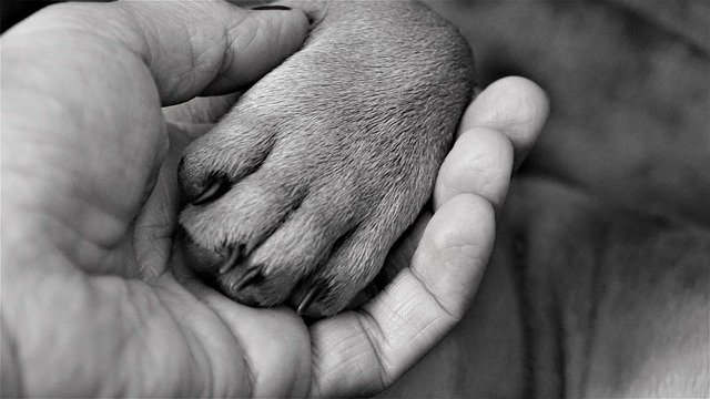 hondconsequentopvoeden1 | Alle informatie over honden consequent opvoeden