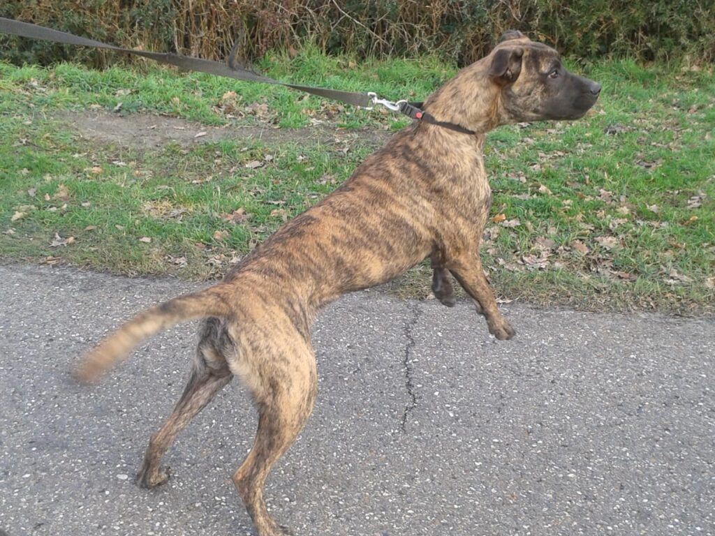 hondtrektaandelijn | Alle informatie over honden hond trekt aan de lijn