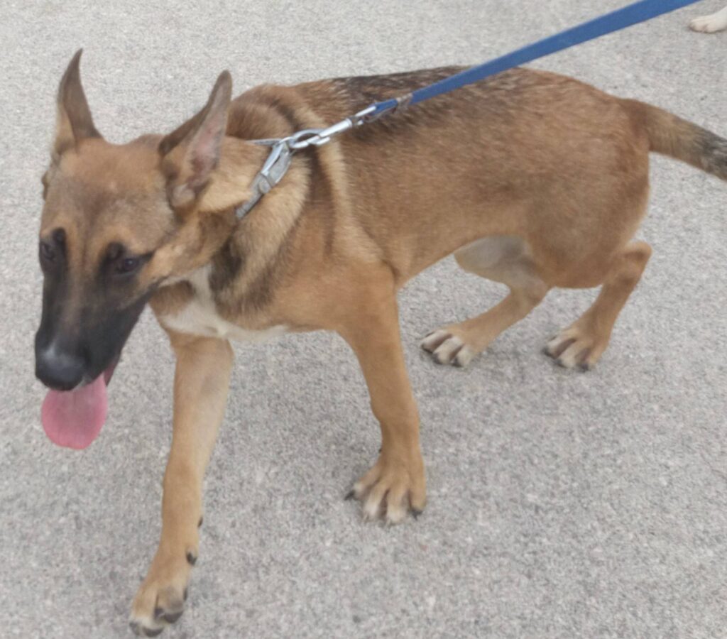 hondtrektaandelijn1 | Alle informatie over honden hond trekt aan de lijn
