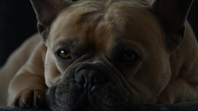 hond verhuizen